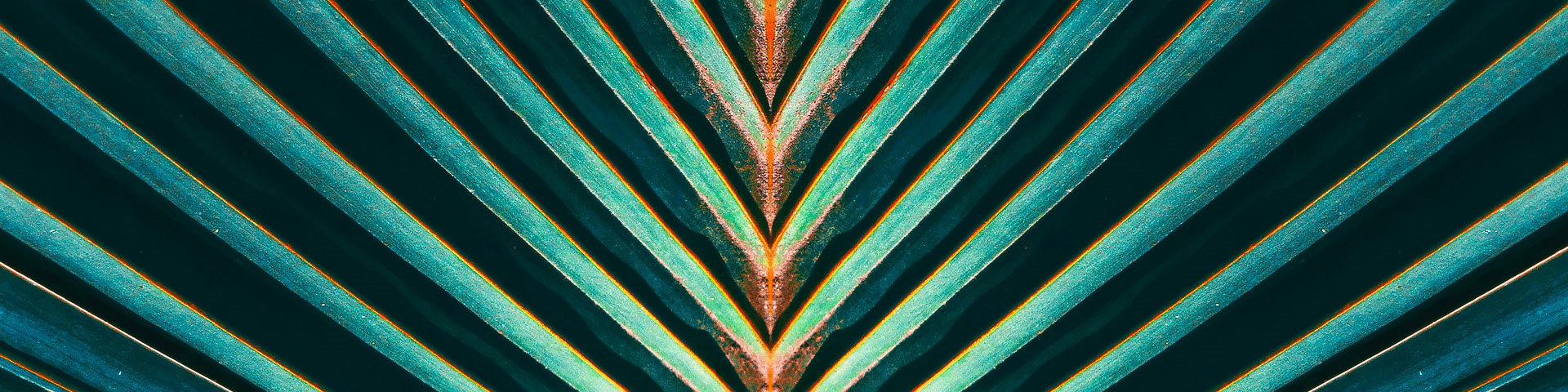 Palm leaft