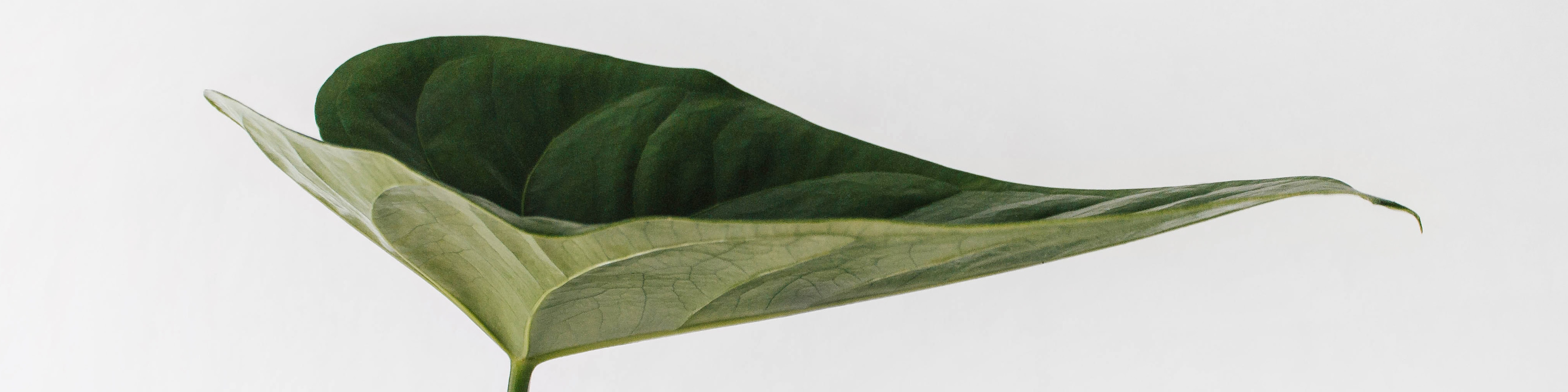 Green leaf